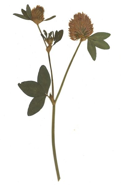 Datei:GHV Herbarium Wiesen-Klee.jpg
