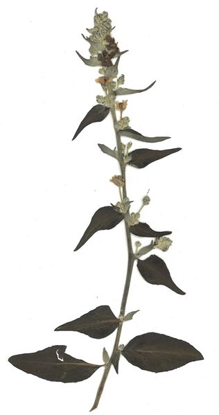 Datei:GHV Herbarium Mehlige Königskerze.jpg