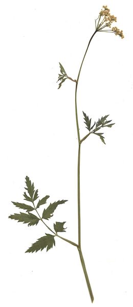 Datei:GHV Herbarium Große Bibernelle.jpg