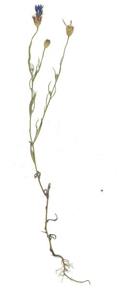 Datei:GHV Herbarium Kornblume.jpg