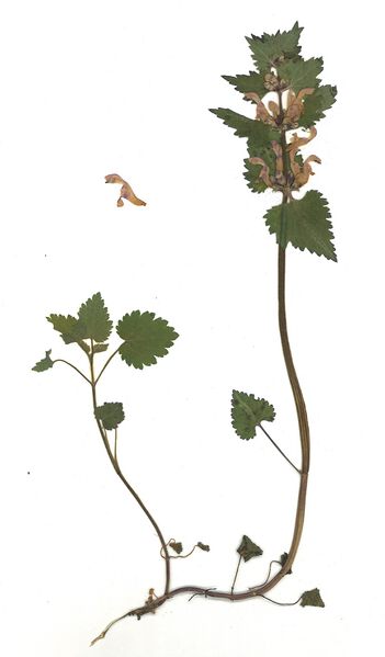 Datei:GHV Herbarium Gefleckte Taubnessel.jpg