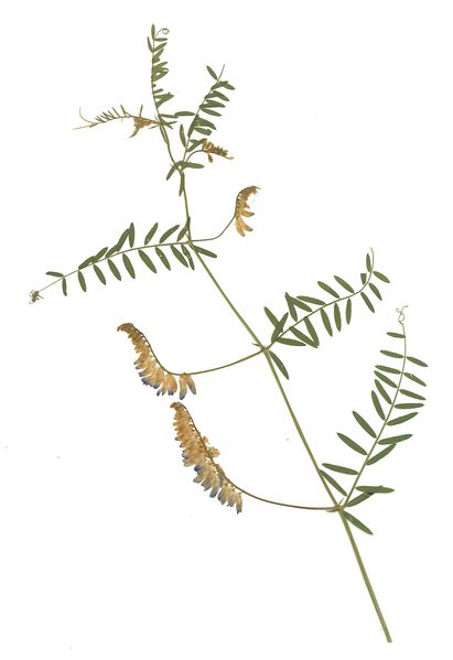 Datei:GHV Herbarium Vogel-Wicke.jpg
