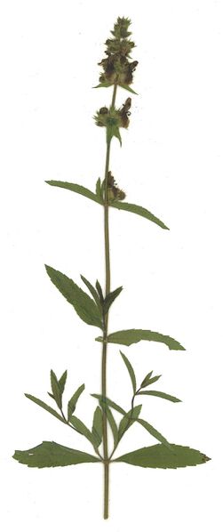 Datei:GHV Herbarium Aufrechter Ziest.jpg