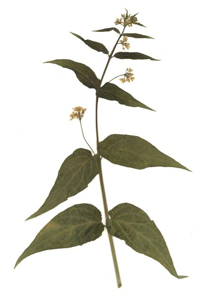 Datei:GHV Herbarium Schwalbenwurz.jpg