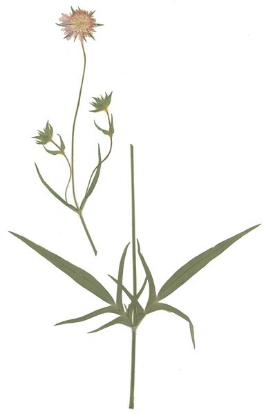 Datei:GHV Herbarium Acker-Witwenblume.jpg
