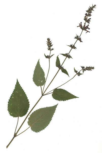 Datei:GHV Herbarium Wald-Ziest.jpg