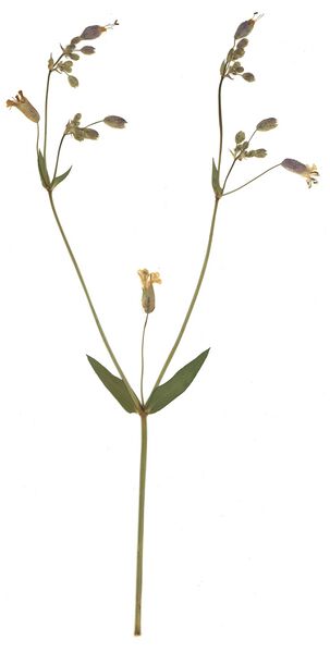 Datei:GHV Herbarium Beeren-Taubenkropf.jpg