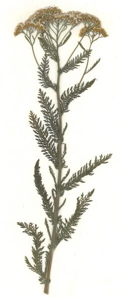 Datei:GHV Herbarium Gemeine Schafgarbe.jpg