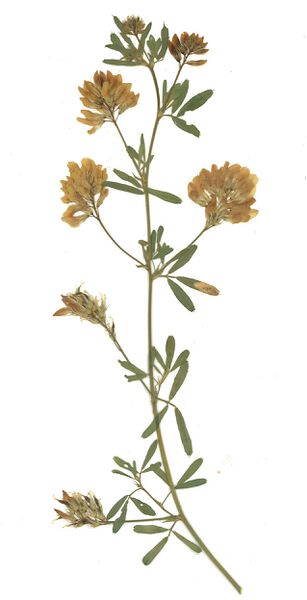 Datei:GHV Herbarium Sichel-Klee.jpg