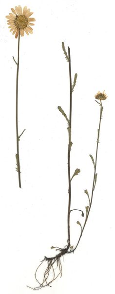 Datei:GHV Herbarium Wiesen-Wucherblume.jpg