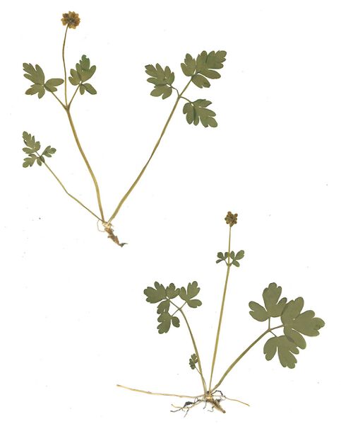 Datei:GHV Herbarium Moschuskraut.jpg