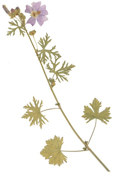 Datei:GHV Herbarium Sigmarskraut.jpg