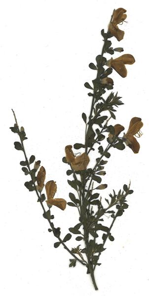 Datei:GHV Herbarium Gewöhnlicher Besenginster.jpg