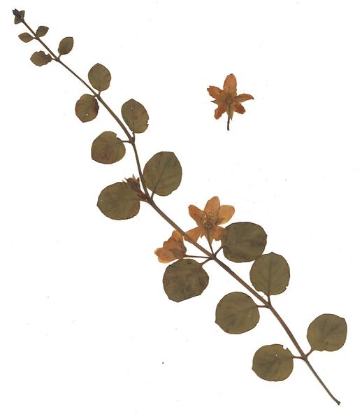 Datei:GHV Herbarium Pfennigkraut.jpg