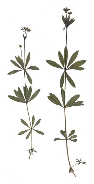Datei:GHV Herbarium Waldmeister.jpg