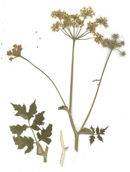 Datei:GHV Herbarium Wiesen-Bärenklau.jpg