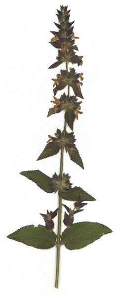 Datei:GHV Herbarium Alpen-Ziest.jpg