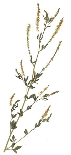 Datei:GHV Herbarium Weißer Steinklee.jpg