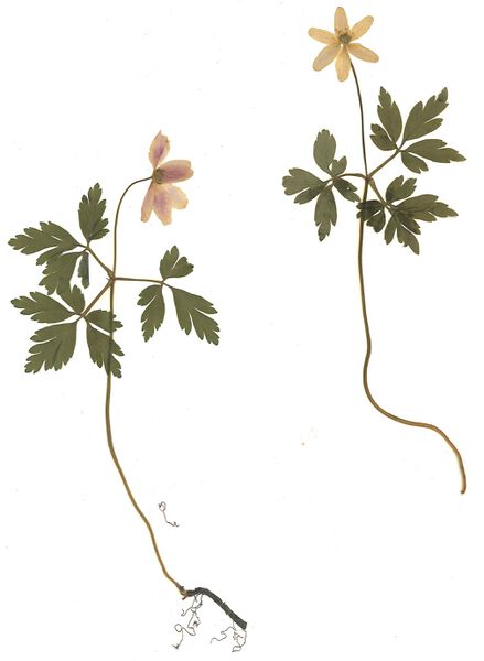 Datei:GHV Herbarium Busch-Windröschen.jpg