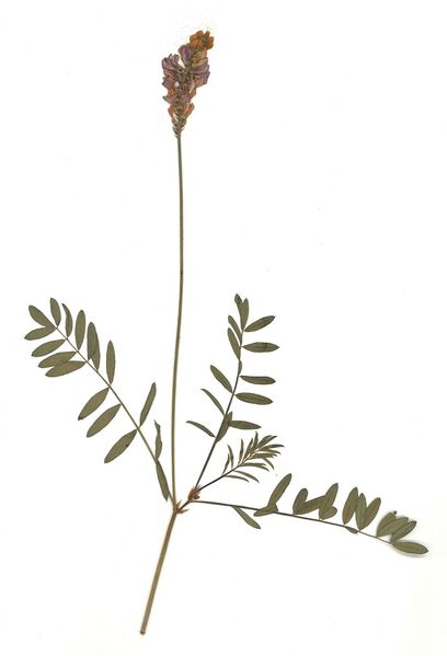 Datei:GHV Herbarium Futter-Esparsette.jpg