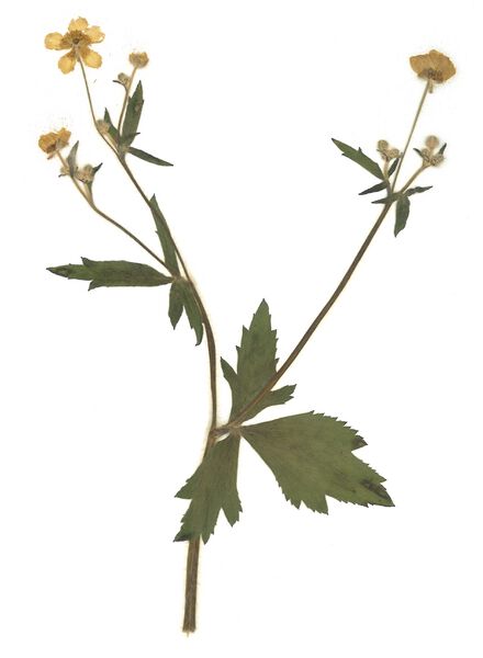 Datei:GHV Herbarium Wolliger Hahnenfuß.jpg
