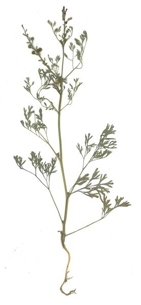 Datei:GHV Herbarium Gemeiner Erdrauch.jpg