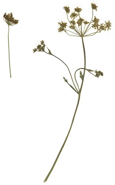 Datei:GHV Herbarium Gewöhnlicher Pastinak.jpg