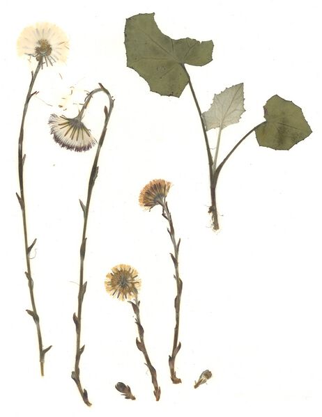 Datei:GHV Herbarium Huflattich.jpg
