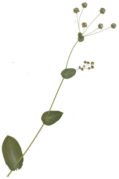 Datei:GHV Herbarium Acker-Hasenohr.jpg