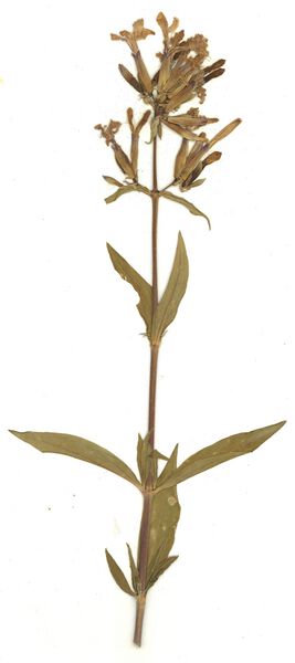 Datei:GHV Herbarium Gemeines Seifenkraut.jpg