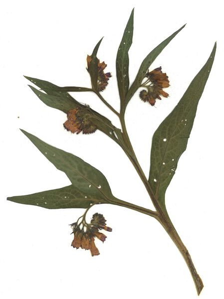 Datei:GHV Herbarium Gemeiner Beinwell.jpg