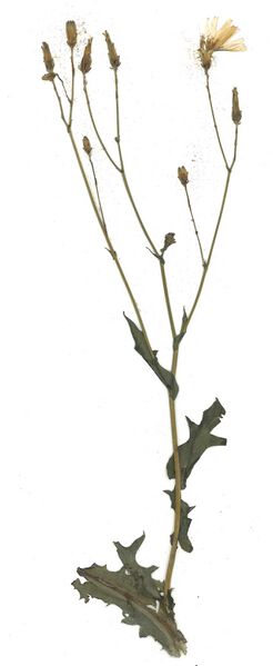 Datei:GHV Herbarium Blauer Lattich.jpg