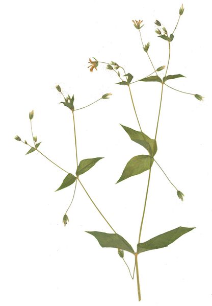 Datei:GHV Herbarium Hain-Sternmiere.jpg