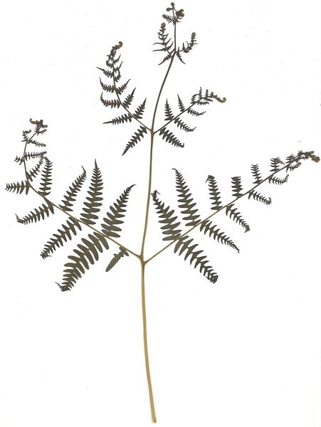 Datei:GHV Herbarium Adlerfarn.jpg