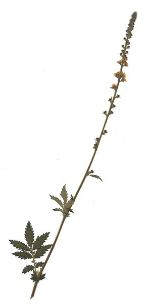 Datei:GHV Herbarium Gewöhnlicher Odermennig.jpg