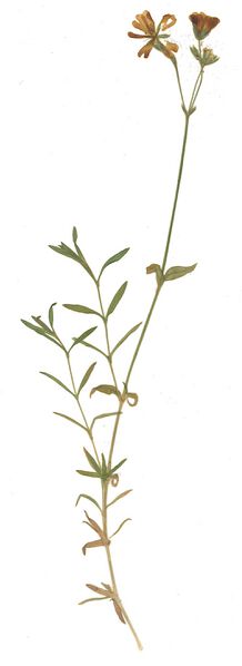 Datei:GHV Herbarium Acker-Hornkraut.jpg