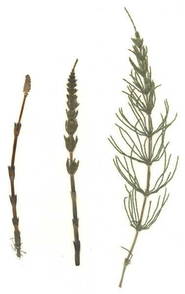 Datei:GHV Herbarium Acker-Schachtelhalm.jpg