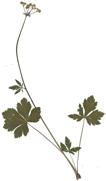 Datei:GHV Herbarium Gewöhnliche Sanikel.jpg