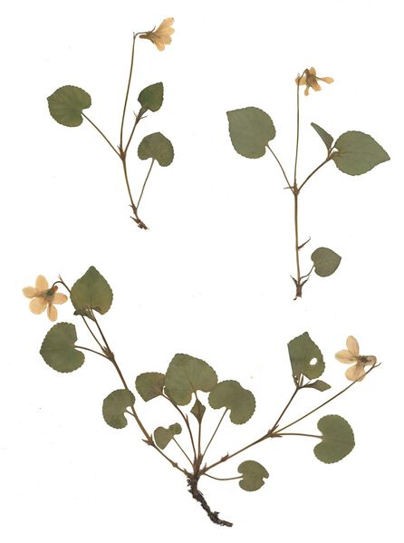Datei:GHV Herbarium Wald-Veilchen.jpg