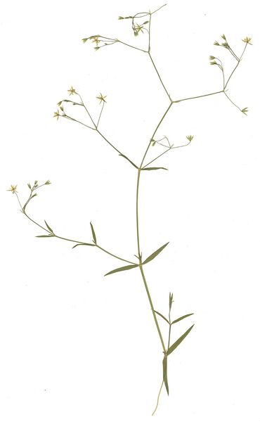 Datei:GHV Herbarium Gras-Sternmiere.jpg