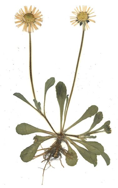 Datei:GHV Herbarium Gänseblümchen.jpg