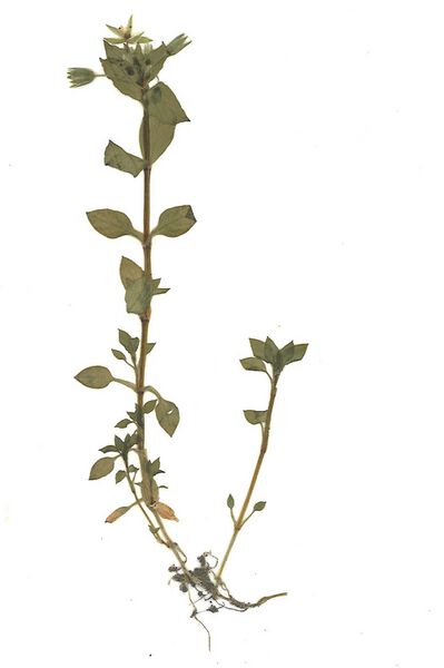 Datei:GHV Herbarium Vogel-Sternmiere.jpg