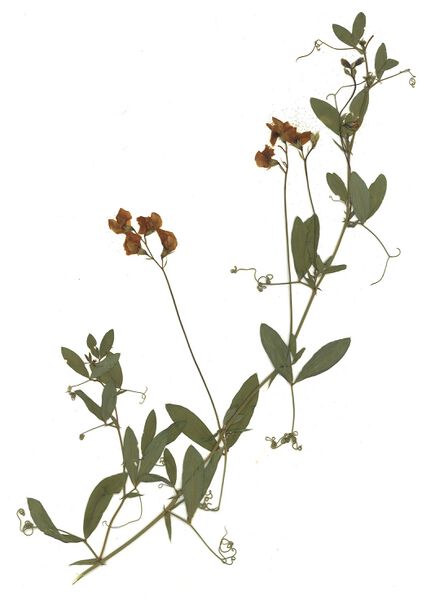 Datei:GHV Herbarium Knollen-Platterbse.jpg