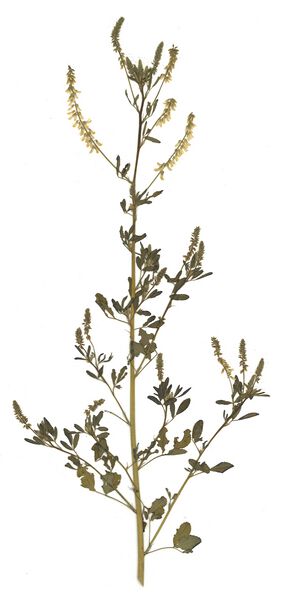 Datei:GHV Herbarium Echter Steinklee.jpg