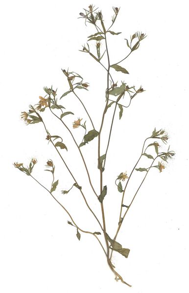 Datei:GHV Herbarium Gemeiner Frauenspiegel.jpg