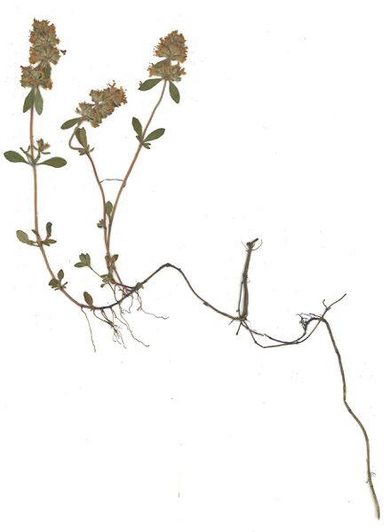 Datei:GHV Herbarium Feld-Thymian.jpg