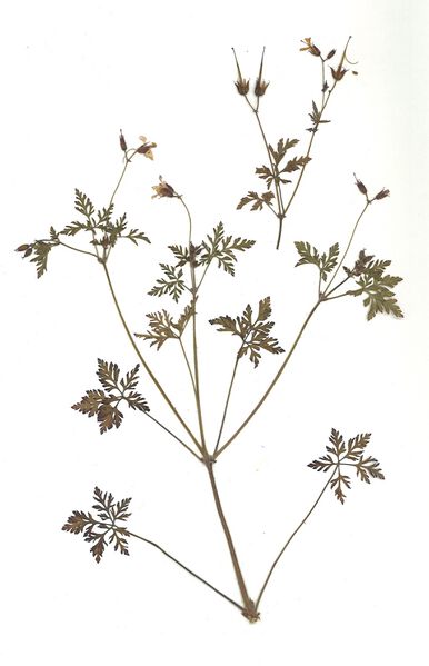 Datei:GHV Herbarium Ruprechtskraut.jpg