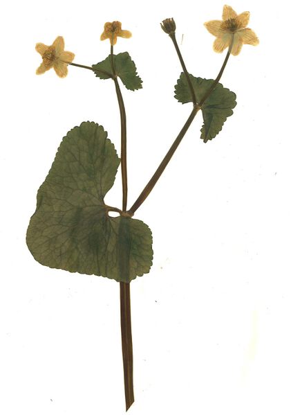 Datei:GHV Herbarium Sumpf-Dotterblume.jpg