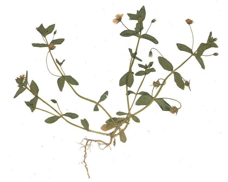 Datei:GHV Herbarium Roter Gaucheil.jpg