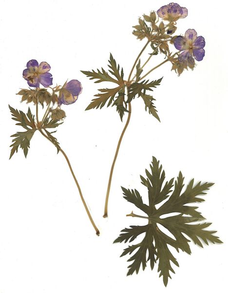 Datei:GHV Herbarium Wiesen-Storchschnabel.jpg